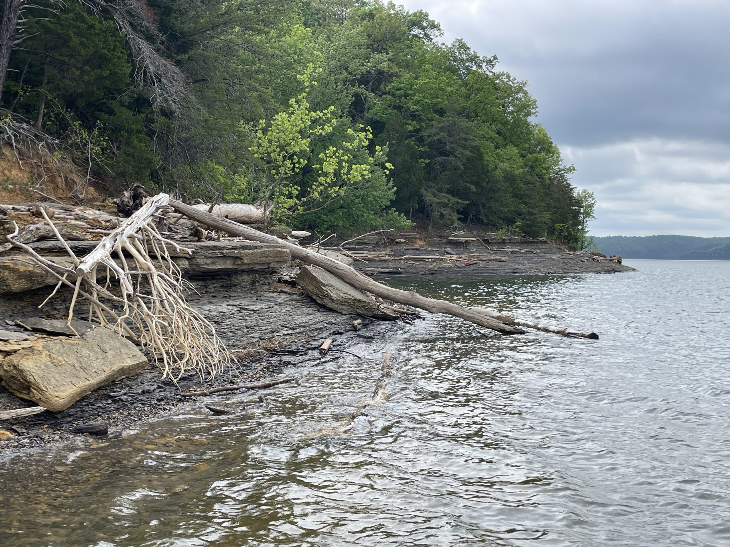 Driftwood on the shoreline of Lake Cumberland with trees along the water’s edge.